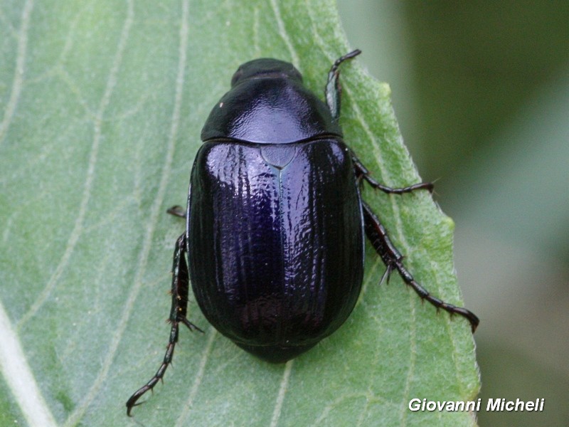Rutelidae:   Anomala dubia
